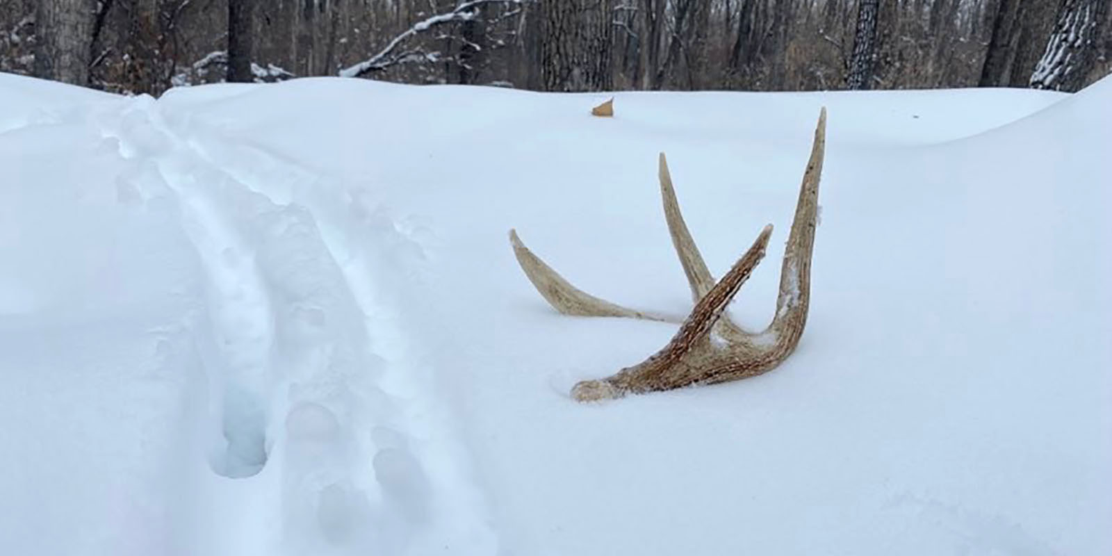 Antler in snow March 2023